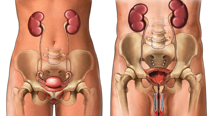 foto-urologija.gif foto-urologija.gif